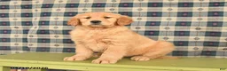 Golden Retriever dogs for sale: Bella   - Ad 2