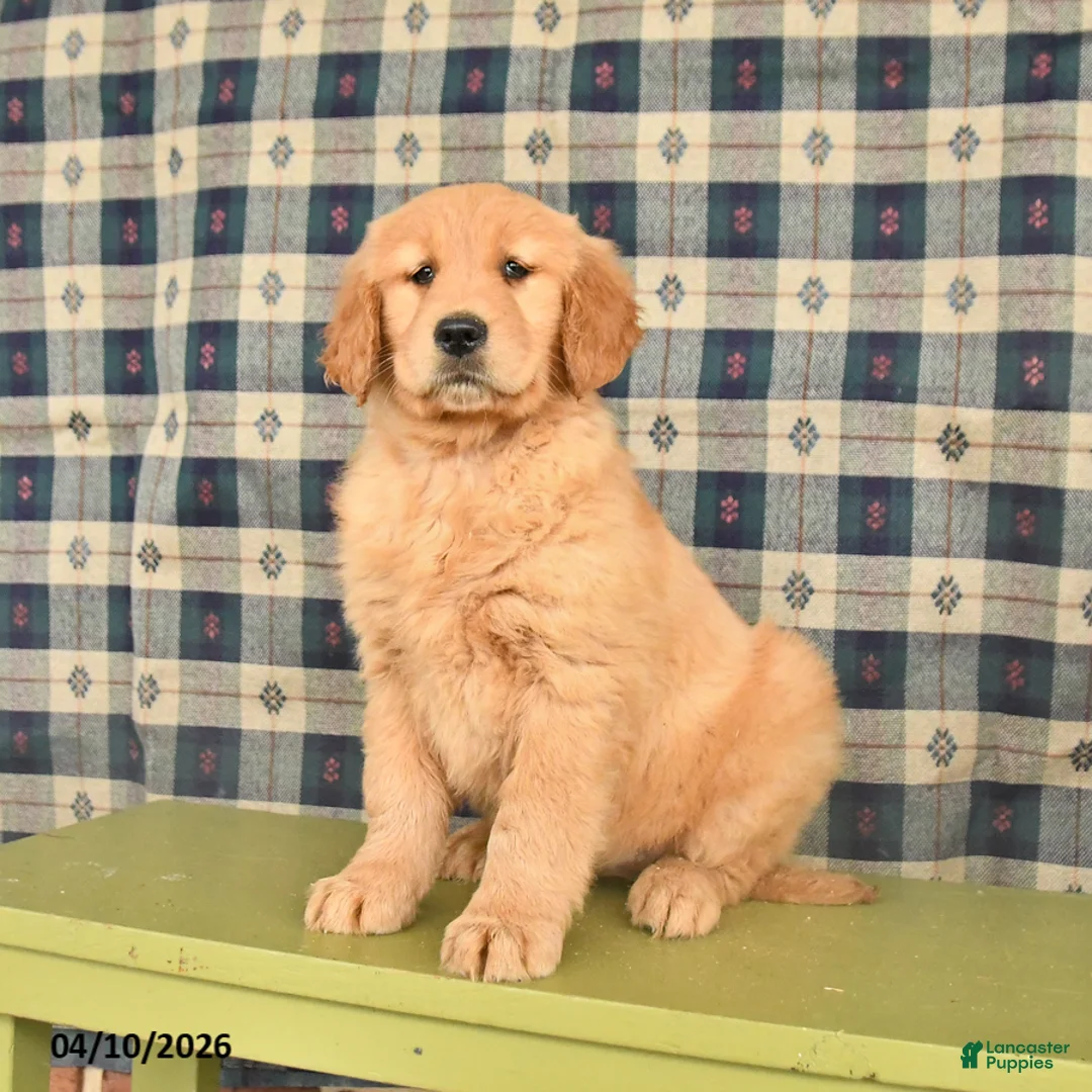 Golden Retriever dogs for sale: Bella   - Ad 2