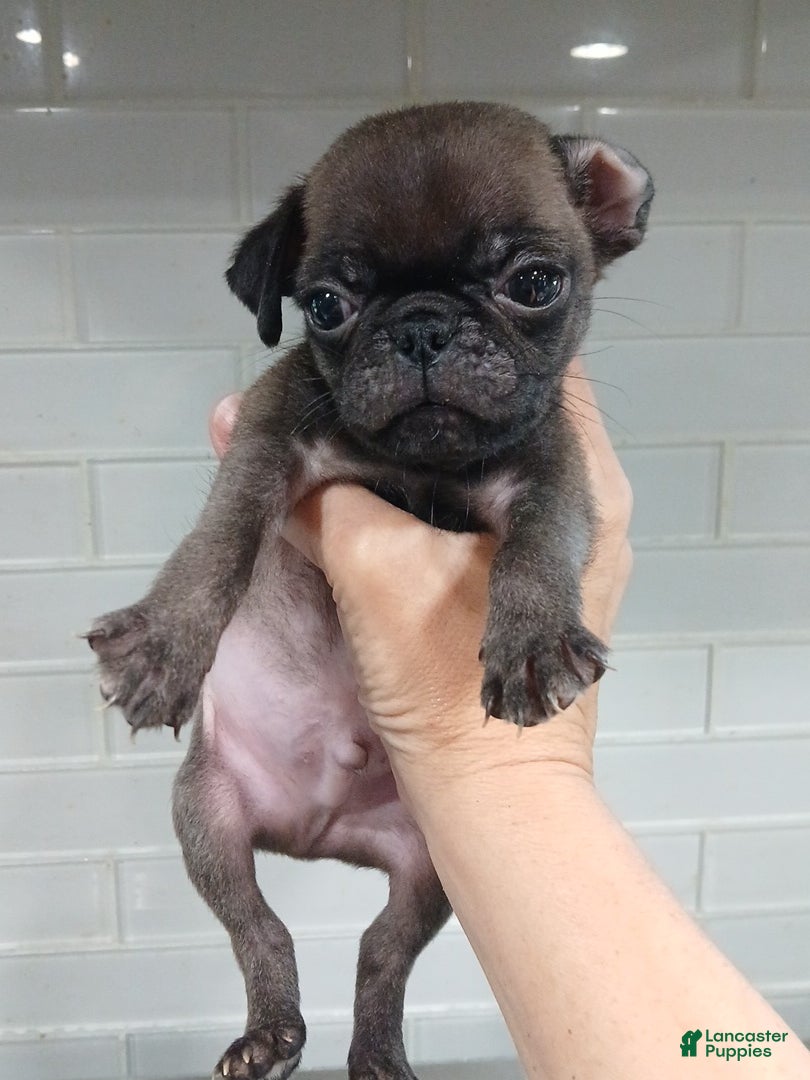 Pug dogs Pug Puppy 3 - Ad 1