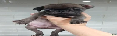 Pug Puppy 3