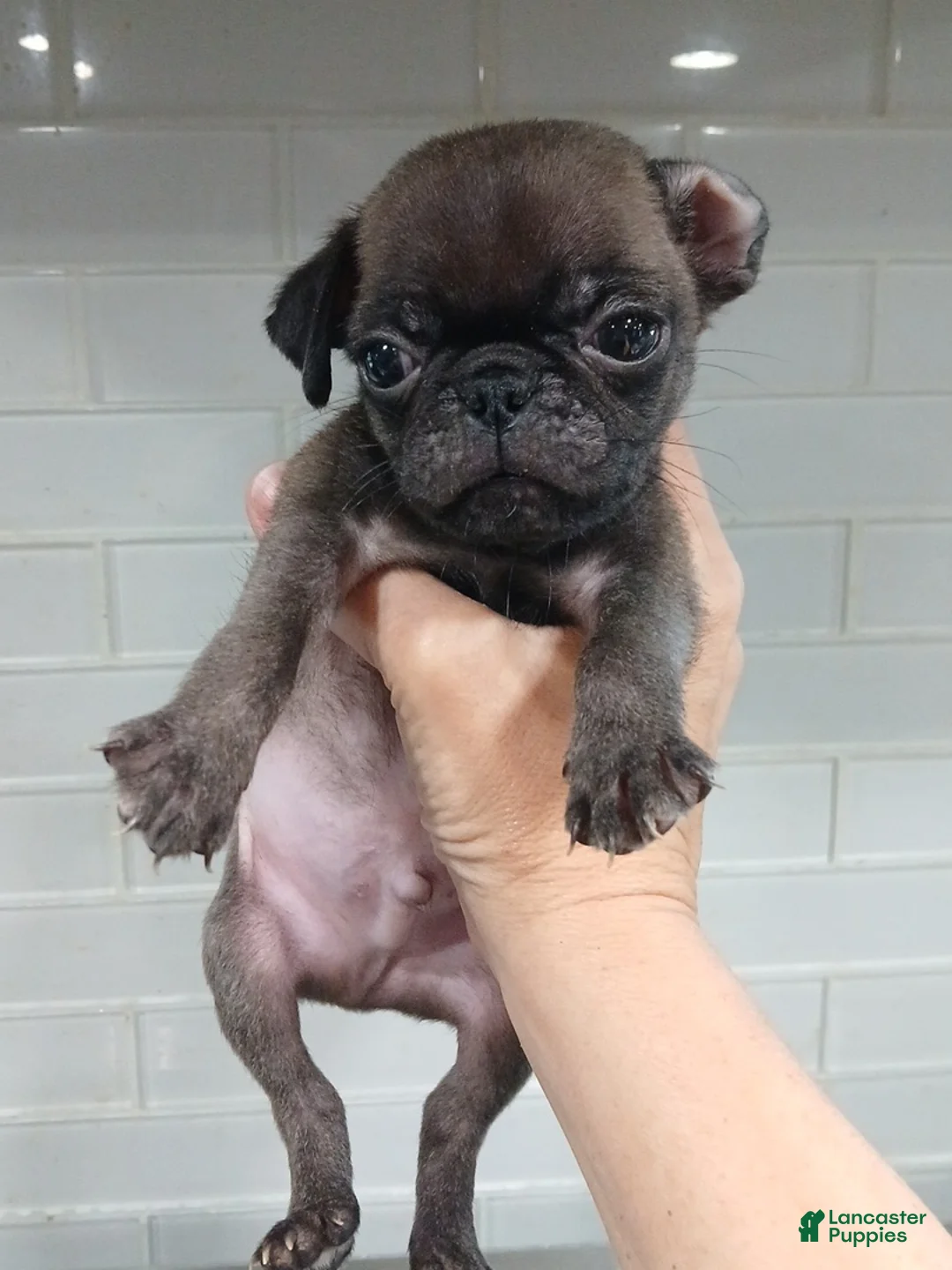Pug dogs for sale: Pug Puppy 3 - Ad 1