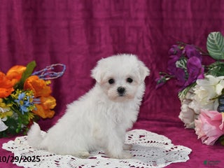 Maltese dogs Pearl - Ad 6