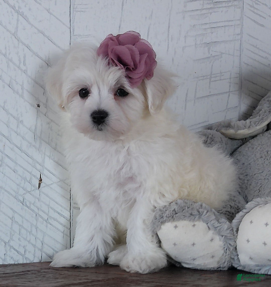 Mixed Breed dogs for sale: Terri - Ad 4