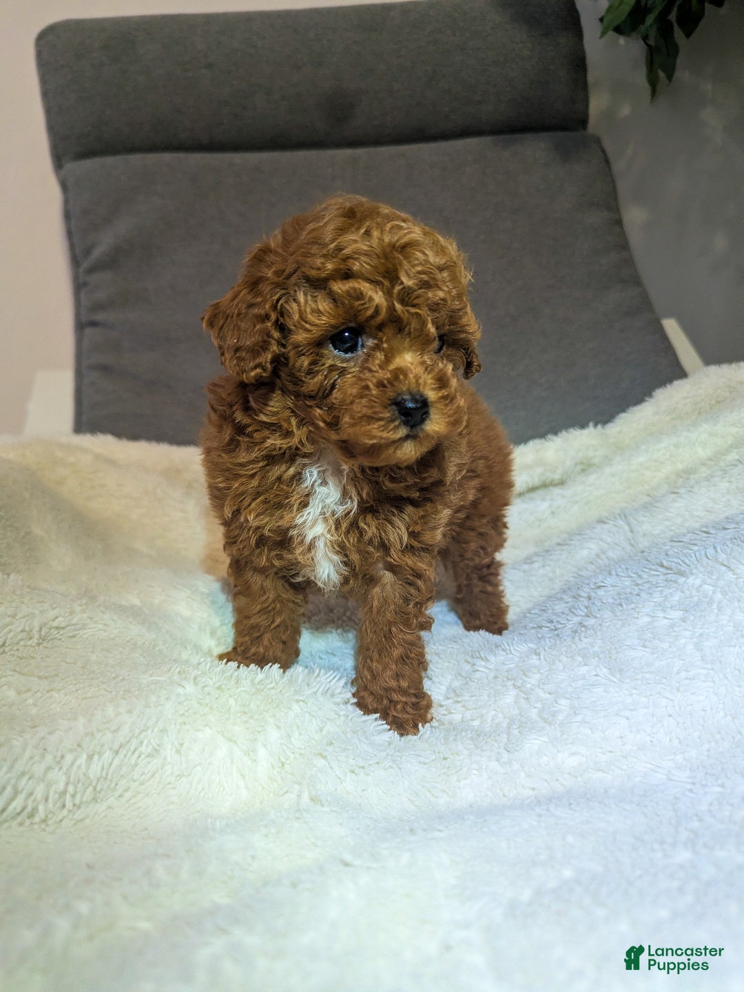 Toy Poodle dogs for sale: Gabe - Ad 2