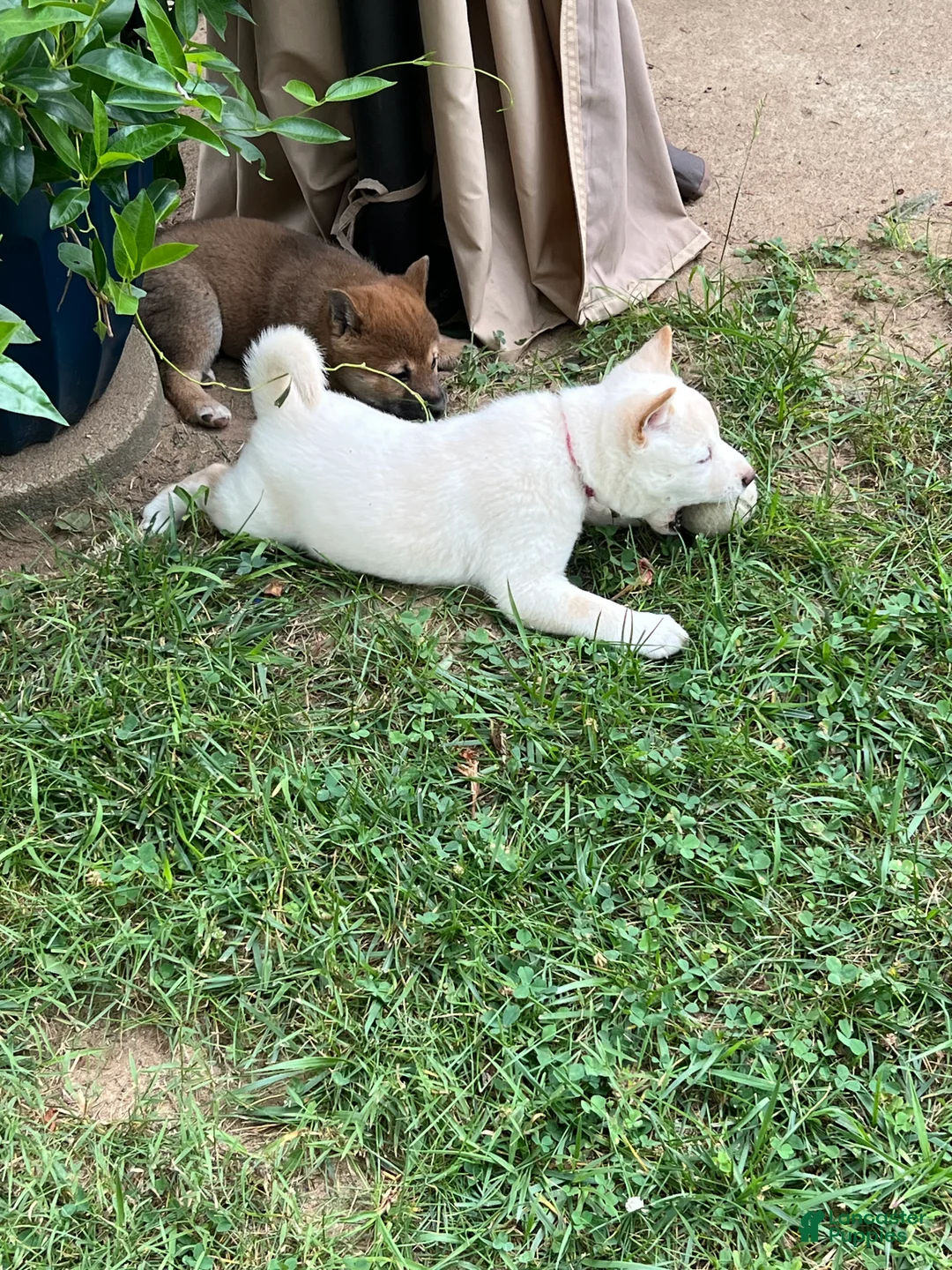 Shiba Inu dogs for sale: Haru - Ad 2