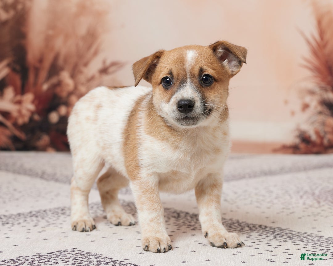 Australian Cattle Dog dogs for sale: Abby - Ad 4