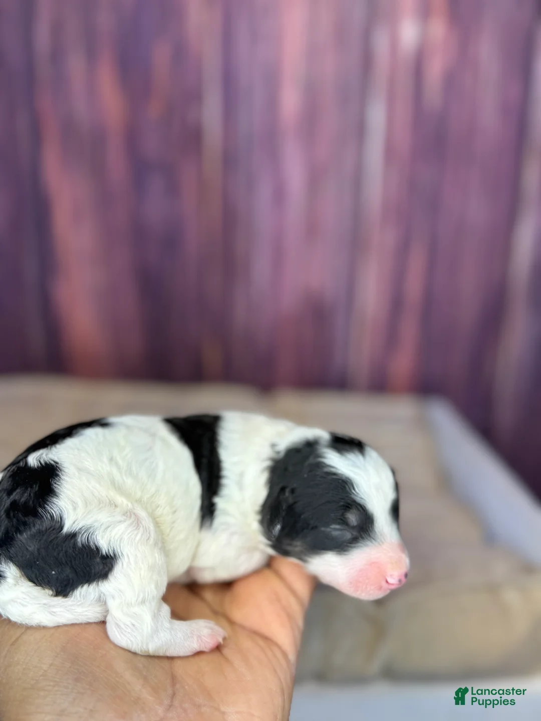 Maltipoo dogs for sale: Sassy - Ad 3