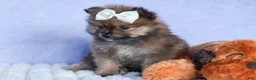 Pomeranian dogs for sale: Flynn  - Ad 17
