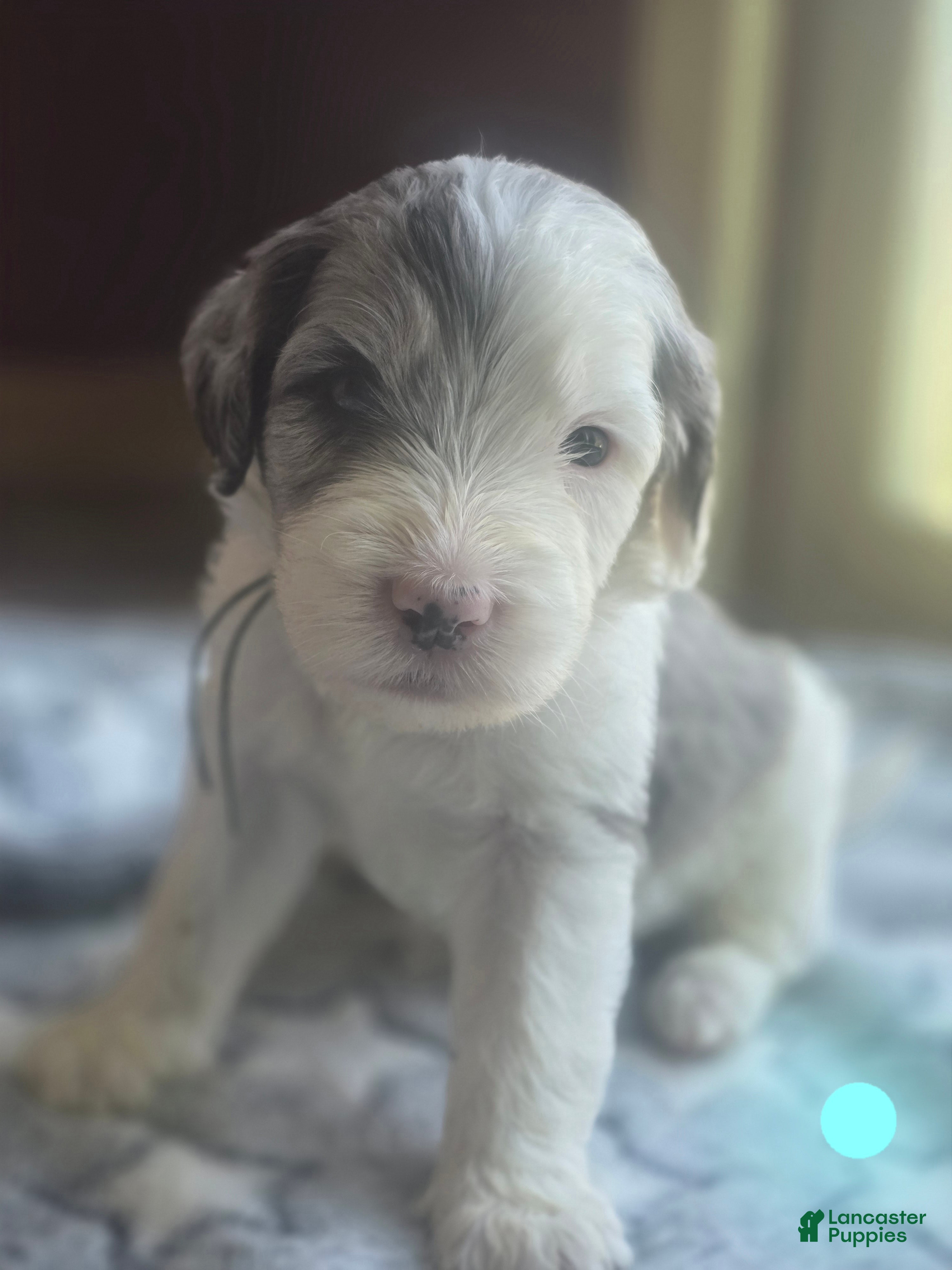 Sheepadoodle dogs Lotus- light blue collar - Ad 10