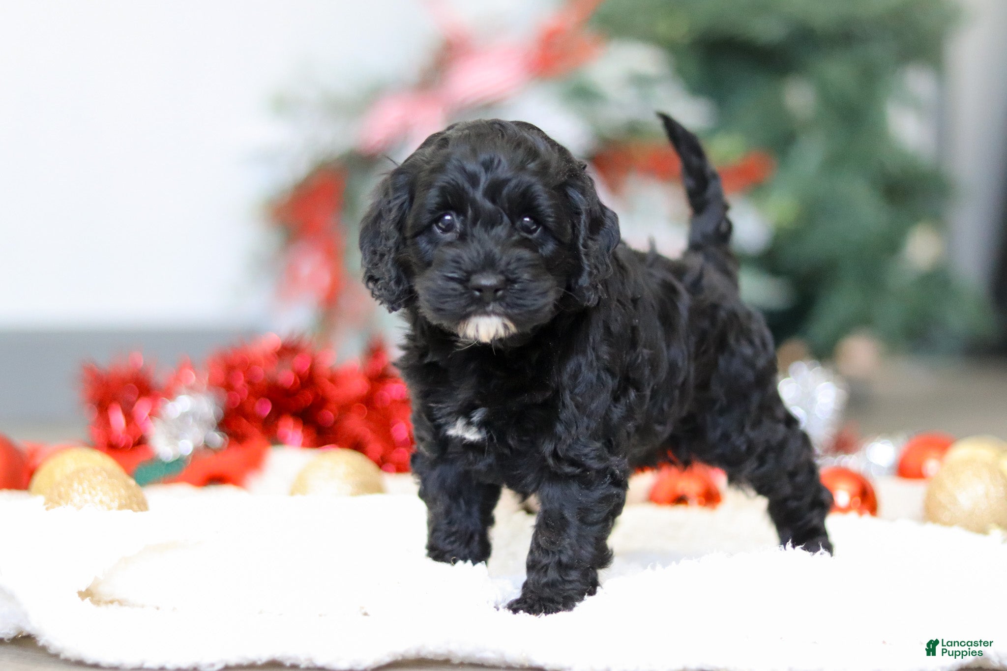 Cockapoo dogs Bailey - Ad 13