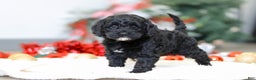 Cockapoo dogs for sale: Bailey - Ad 1