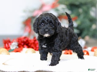 Cockapoo dogs Bailey - Ad 20