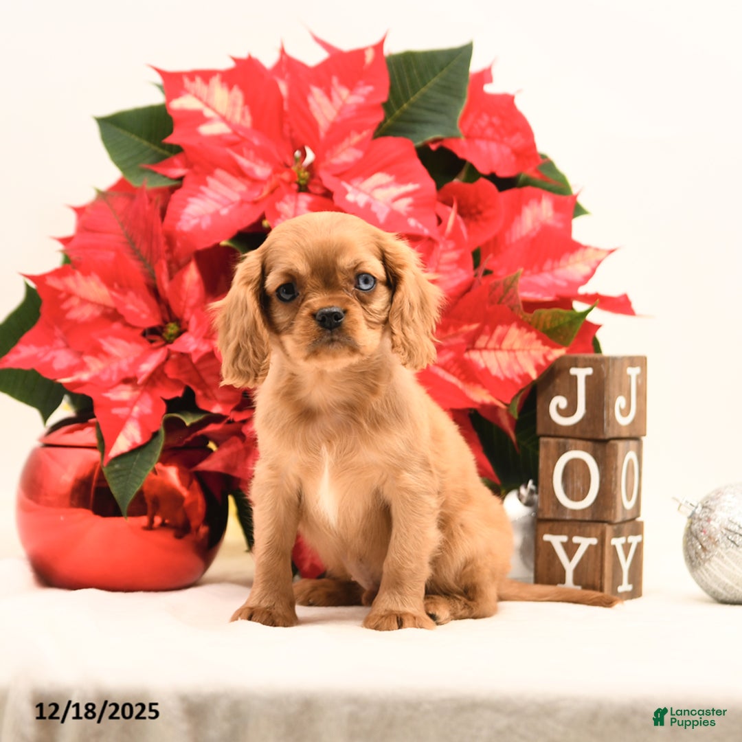 Cavalier King Charles Spaniel dogs for sale: Jake - Ad 2