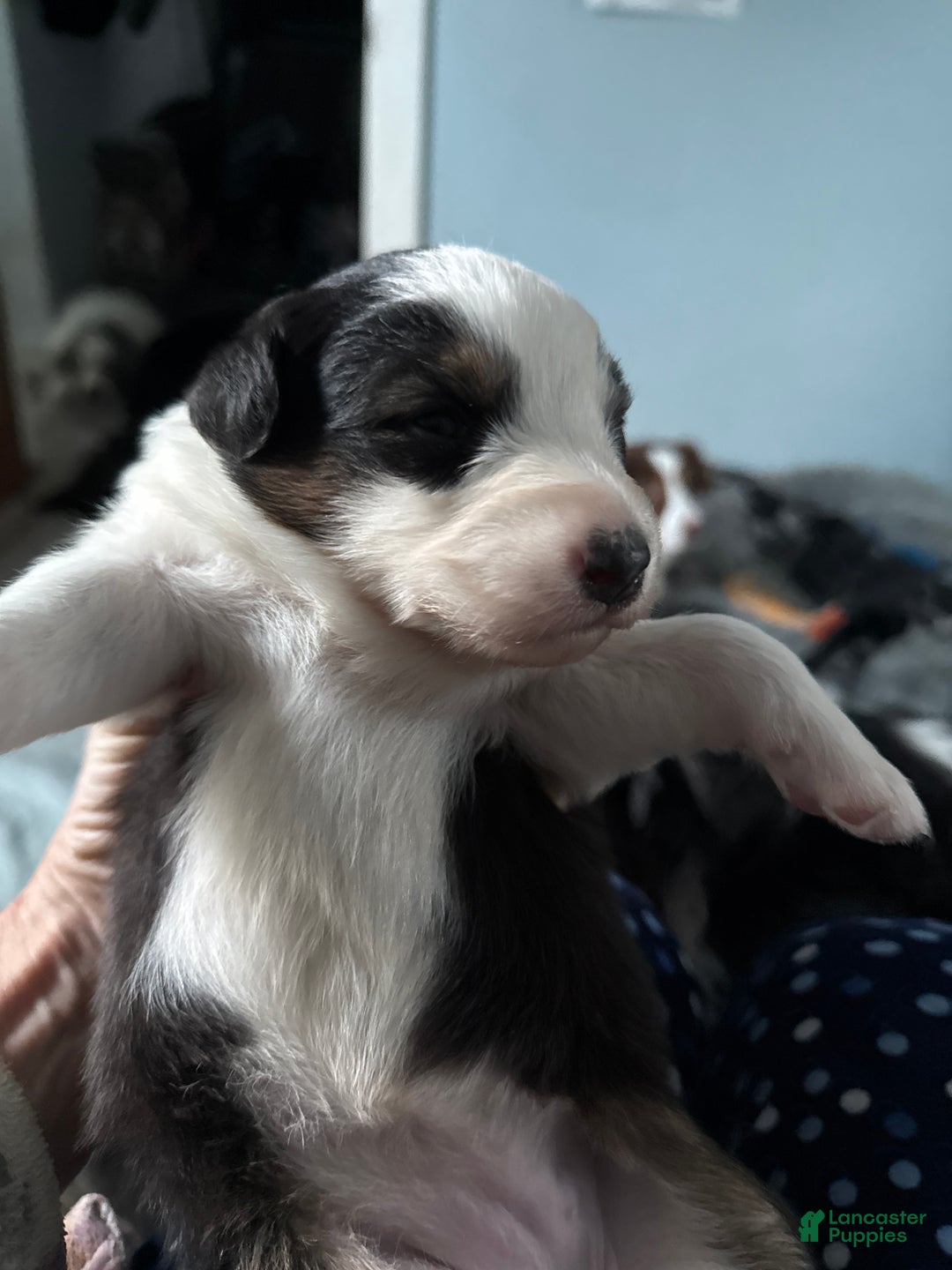 Australian Shepherd dogs for sale: Australian Shepherd Puppy 5 - Ad 5