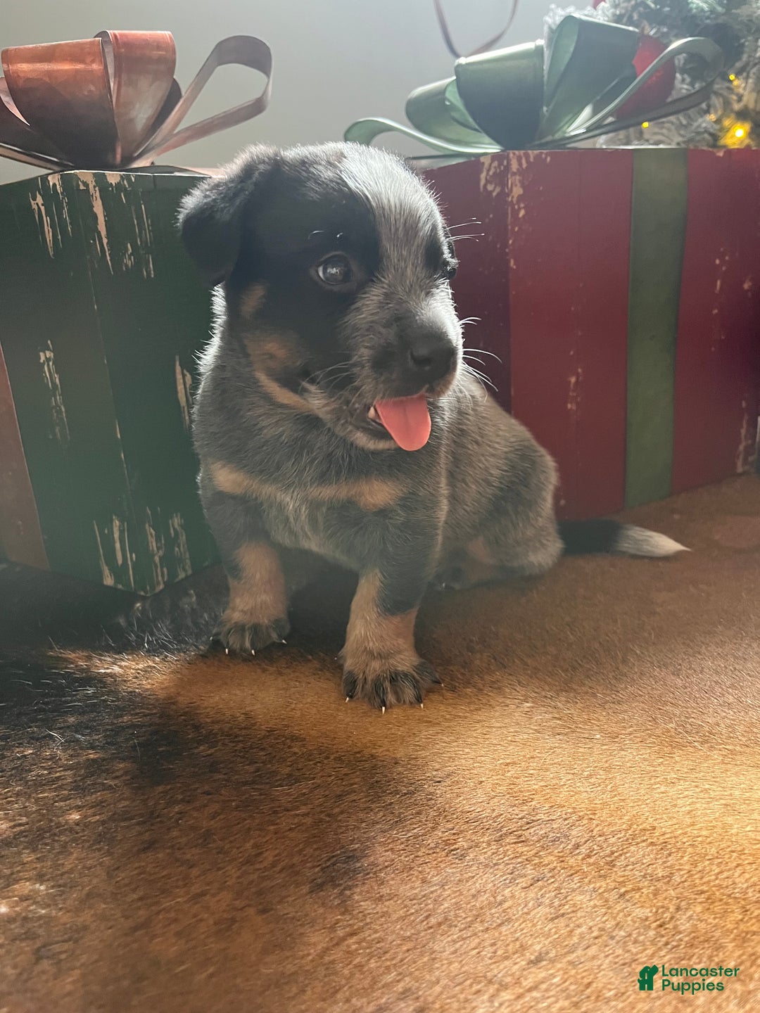 Australian Cattle Dog dogs for sale: Australian Cattle Dog Puppy 1 - Ad 6
