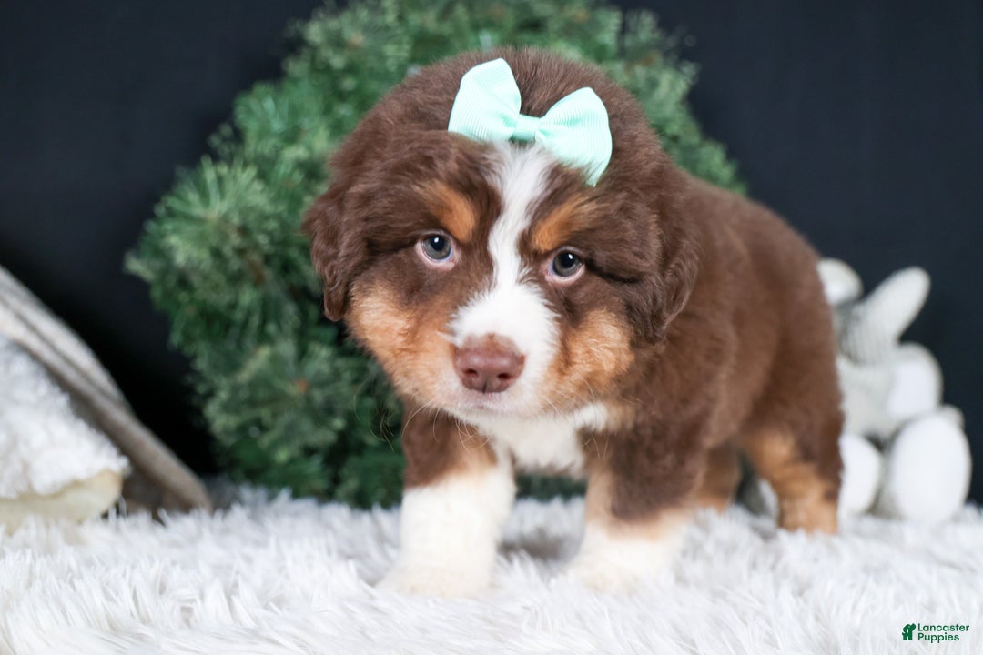 Miniature Australian Shepherd dogs for sale: SHADOW - Ad 5