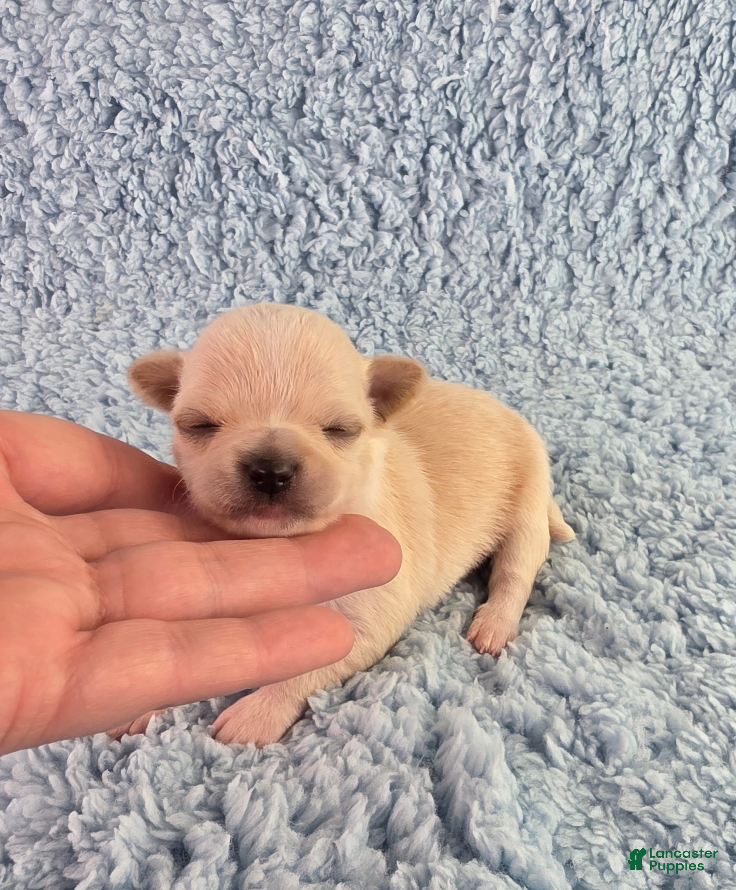 Chihuahua dogs AKC Russell  - Ad 2