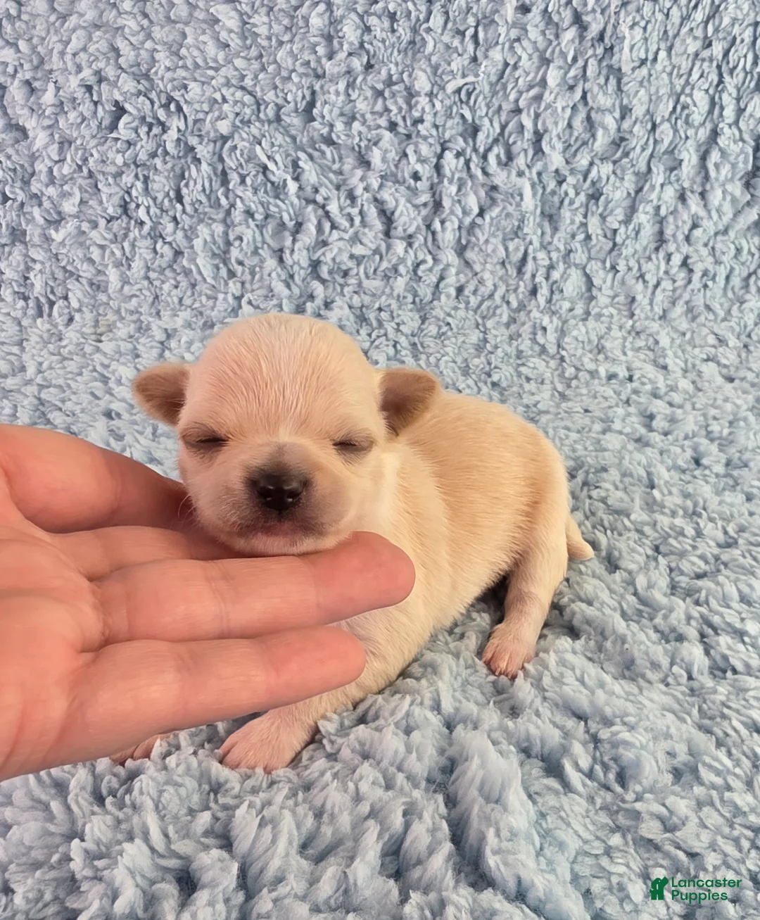 Chihuahua dogs for sale: AKC Russell  - Ad 2