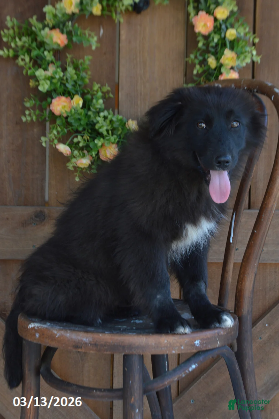 Mixed Breed dogs for sale: Parker - Ad 2