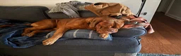 Dogue De Bordeaux dogs for sale: Dogue De Bordeaux Puppy 5 - Ad 80