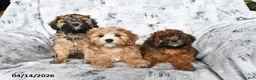 Cavapoo dogs for sale: Daisy - Ad 5