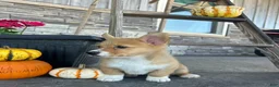 Welsh Corgi Pembroke dogs for sale: Belle Welsh Corgi Pembroke 3 - Ad 2