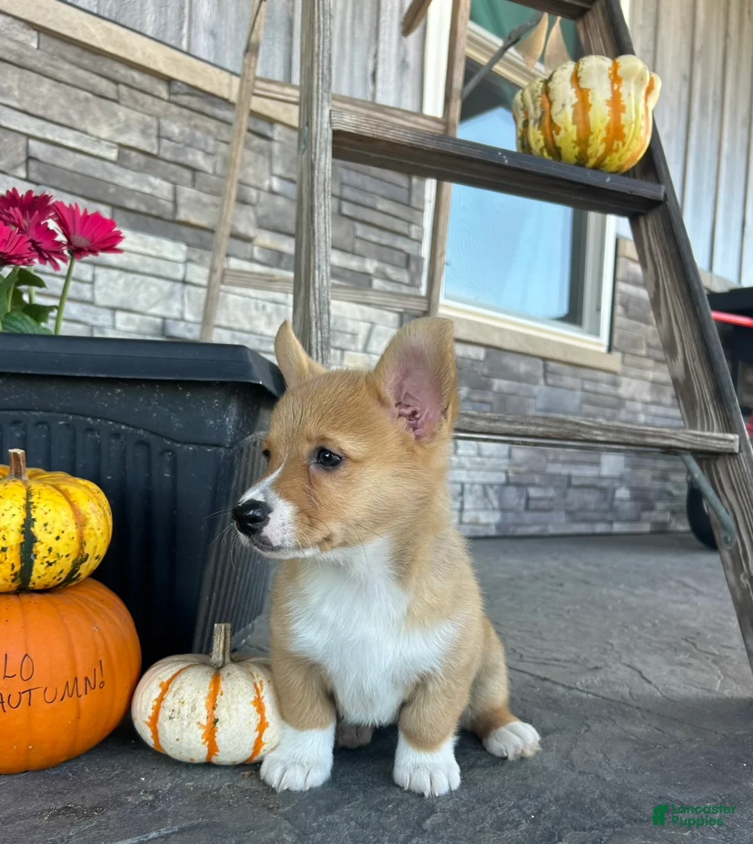 Welsh Corgi Pembroke dogs for sale: Belle Welsh Corgi Pembroke 3 - Ad 2