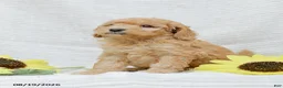 Goldendoodle dogs for sale: Jasmine - Ad 10
