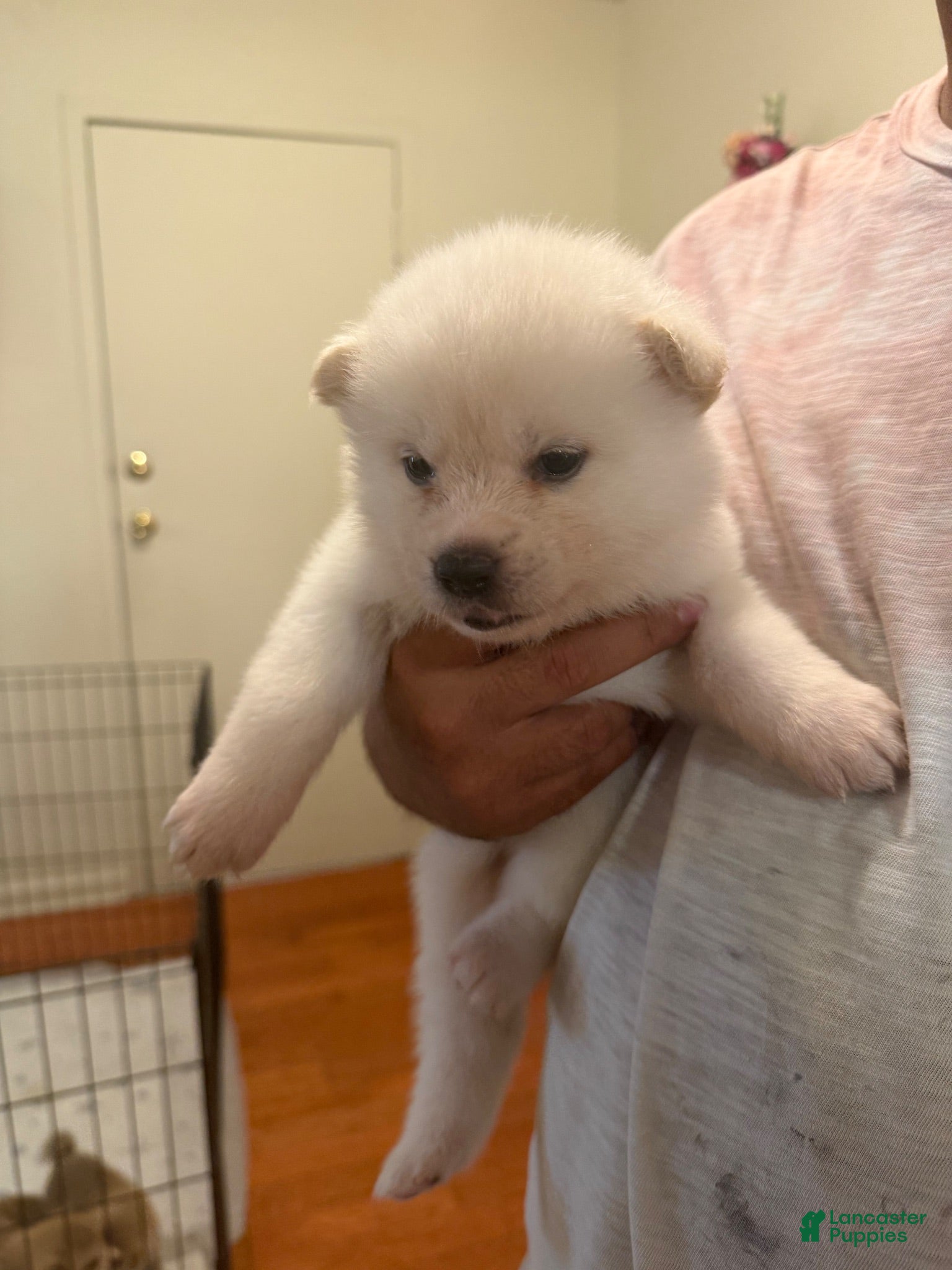 Akita dogs for sale: Victory - Ad 2