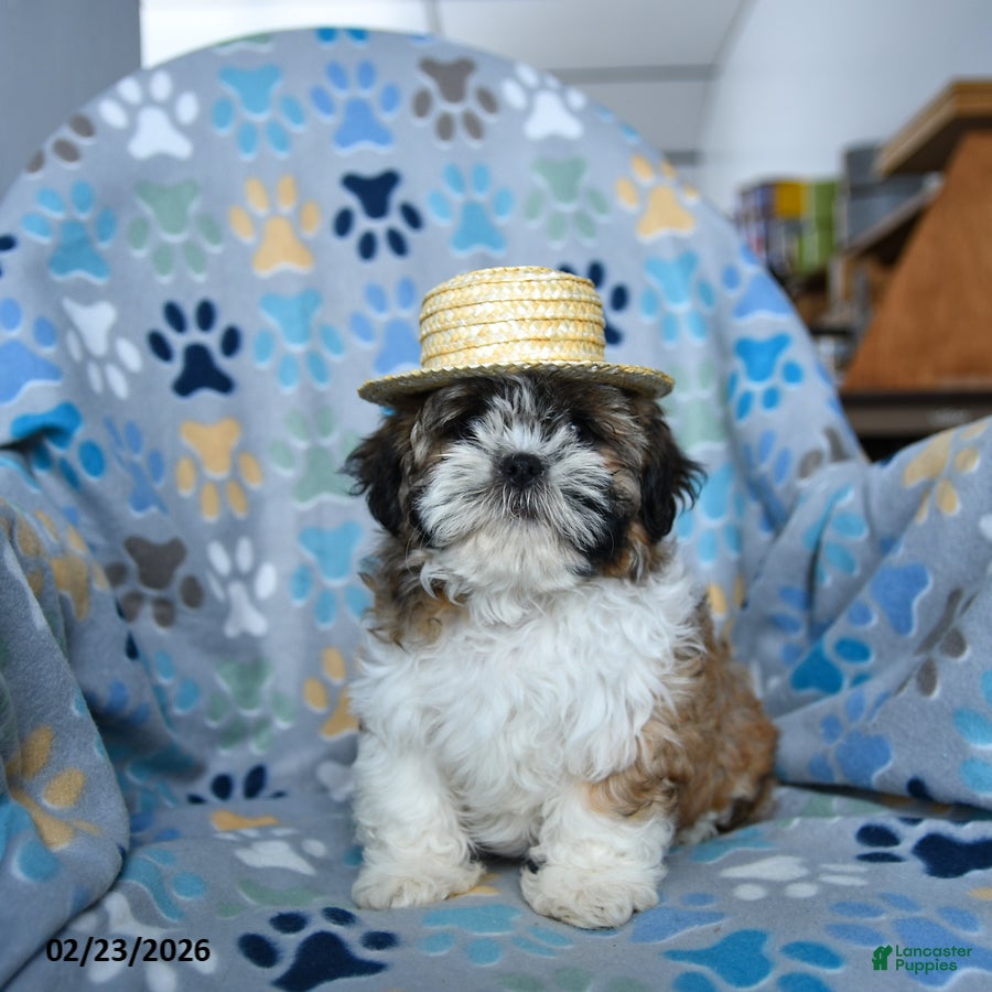 Shih Tzu dogs Graham - Ad 2