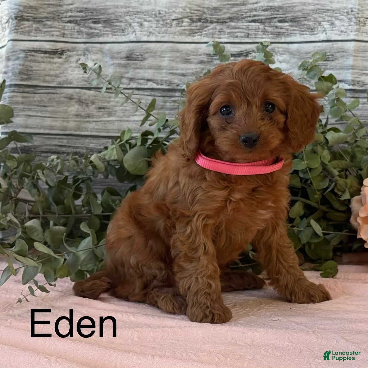 Eden (Cavapoo, Female) in Penn Yan, NY