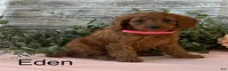 Cavapoo dogs for sale: Eden - Ad 1