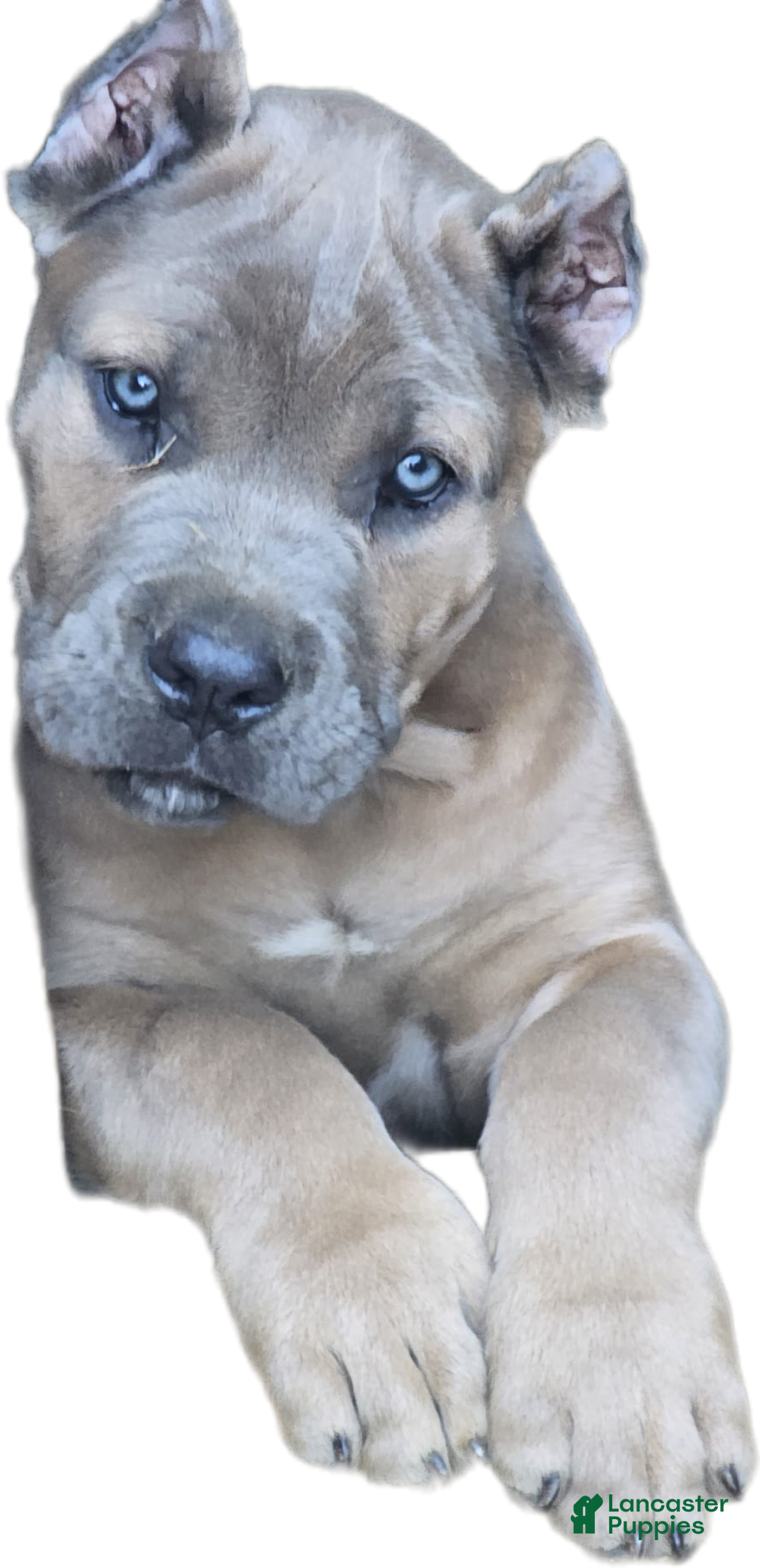 Cane Corso dogs ROCKY - Ad 2