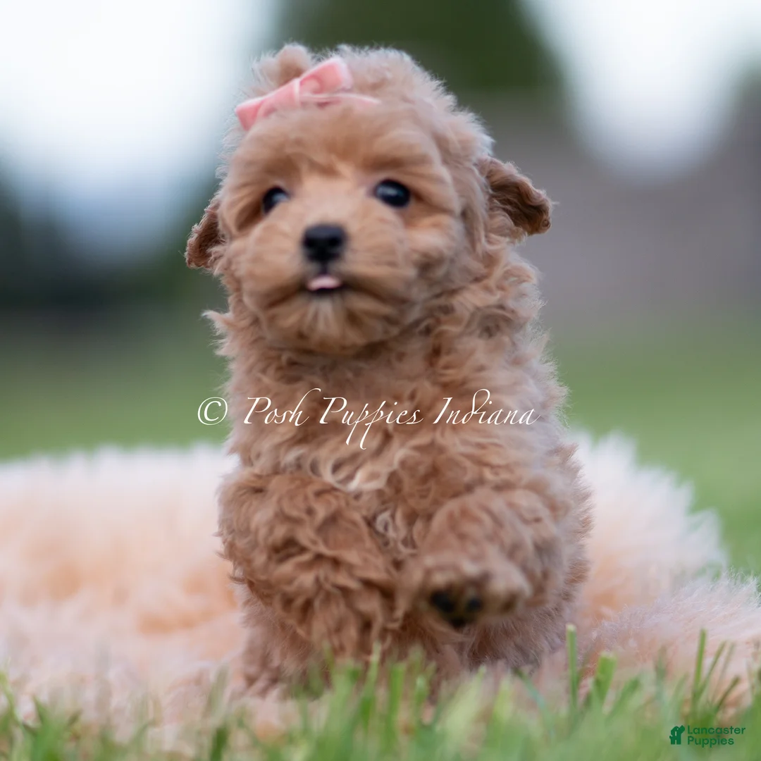 Maltipoo dogs for sale: Journey - Ad 1