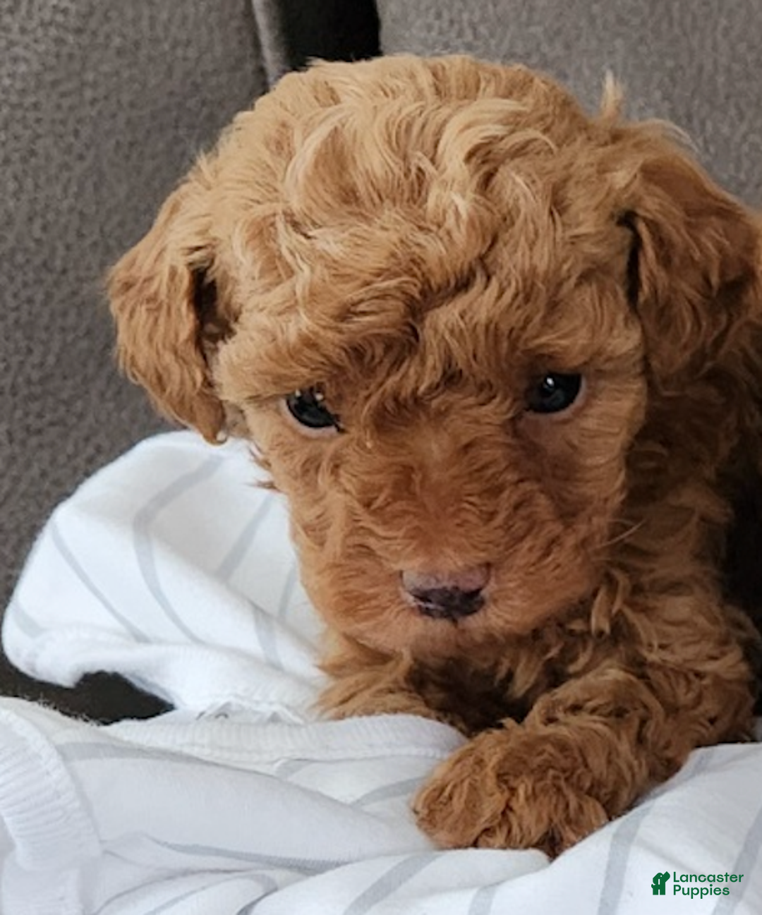 Toy Poodle dogs for sale: ZEUS- AKC GENETICALLY TESTED POTTY TRAINING - Ad 1