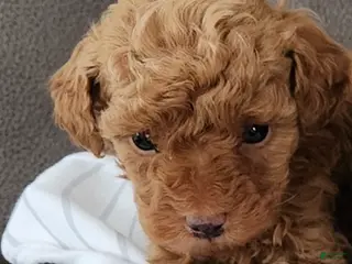 Toy Poodle dogs ZEUS- AKC GENETICALLY TESTED POTTY TRAINING - Ad 8