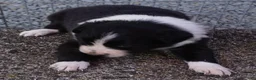 Border Collie dogs for sale: REBA - Ad 3