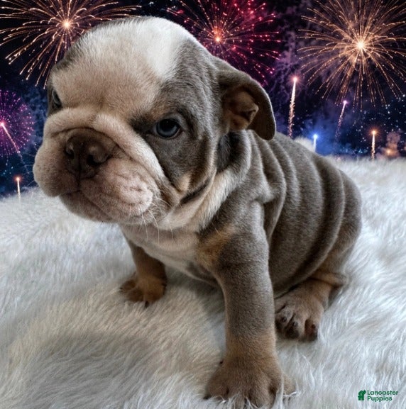 English Bulldog dogs Buster_Male - Ad 2