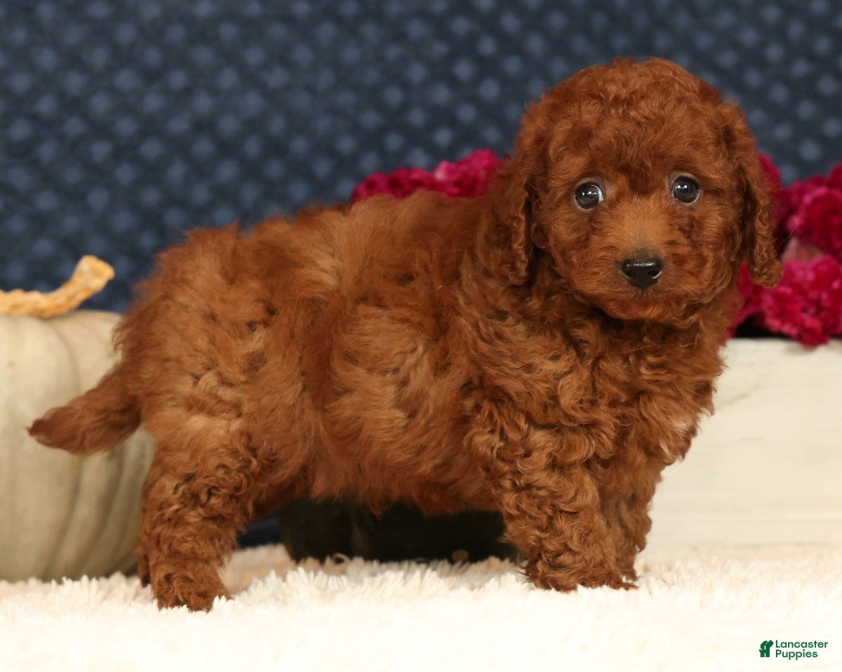 Cavapoo dogs for sale: Sherman - Ad 2