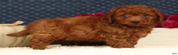 Cavapoo dogs for sale: Sherman - Ad 2