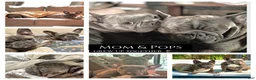 Frenchton dogs for sale: Maya - Ad 7