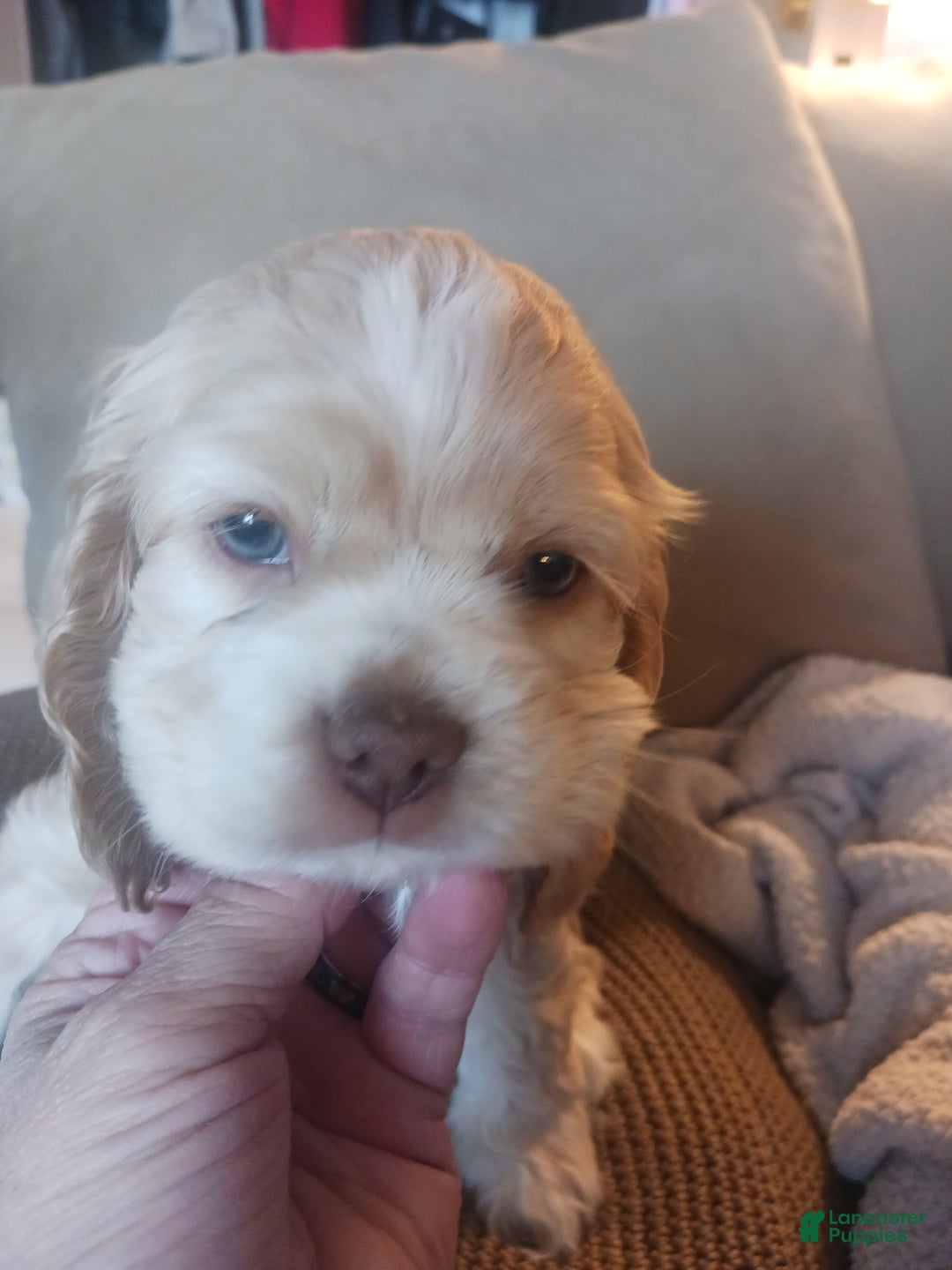 Cocker Spaniel dogs for sale: Willow - Ad 1