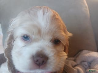 Cocker Spaniel dogs Willow - Ad 1