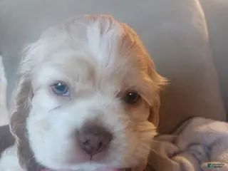 Cocker Spaniel dogs Willow - Ad 5