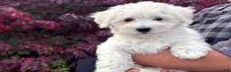 Mixed Breed dogs for sale: Susie - Ad 1