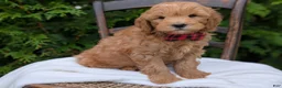 Mini Goldendoodle dogs for sale: Pumpkin - Ad 2