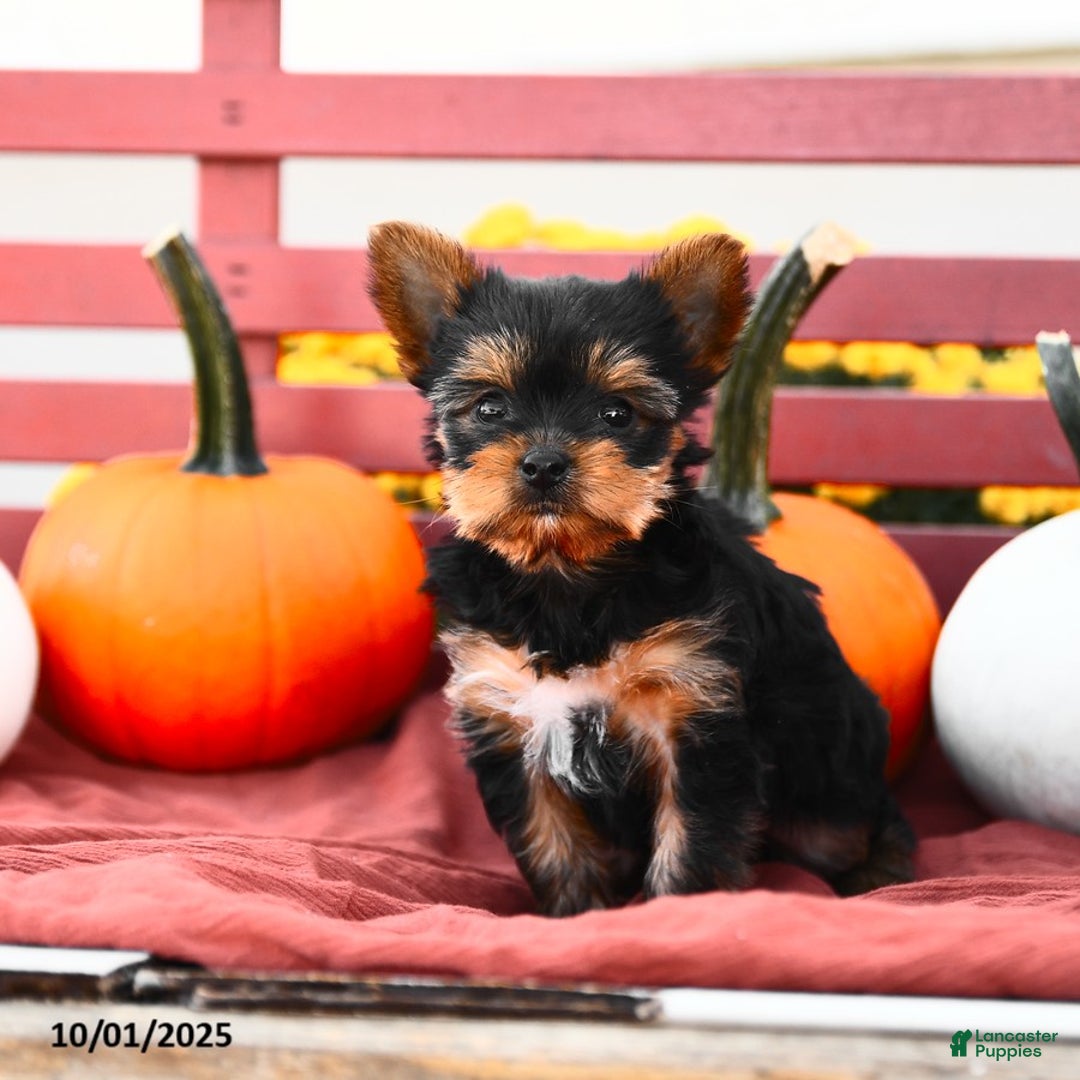 Yorkshire Terrier dogs for sale: Pumpkin TEACUP - Ad 5