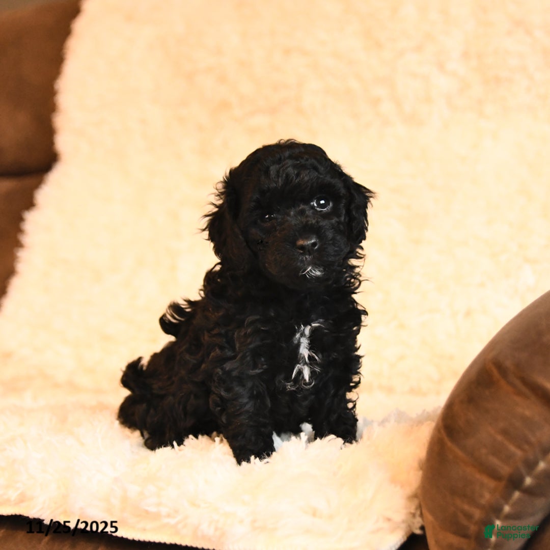 Toy Poodle dogs for sale: Bella   - Ad 3