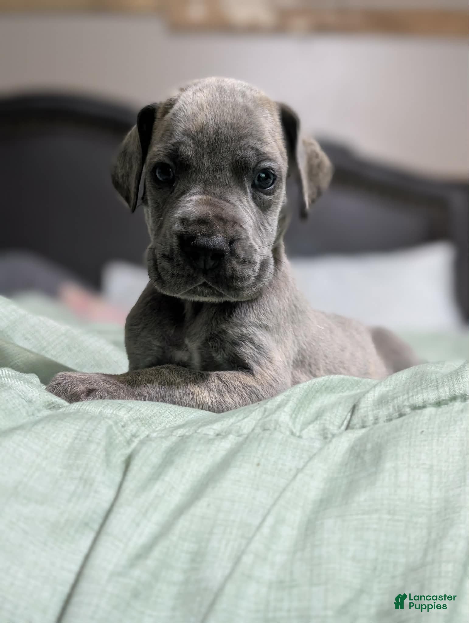 Great Dane dogs Jury - Male - Ad 1