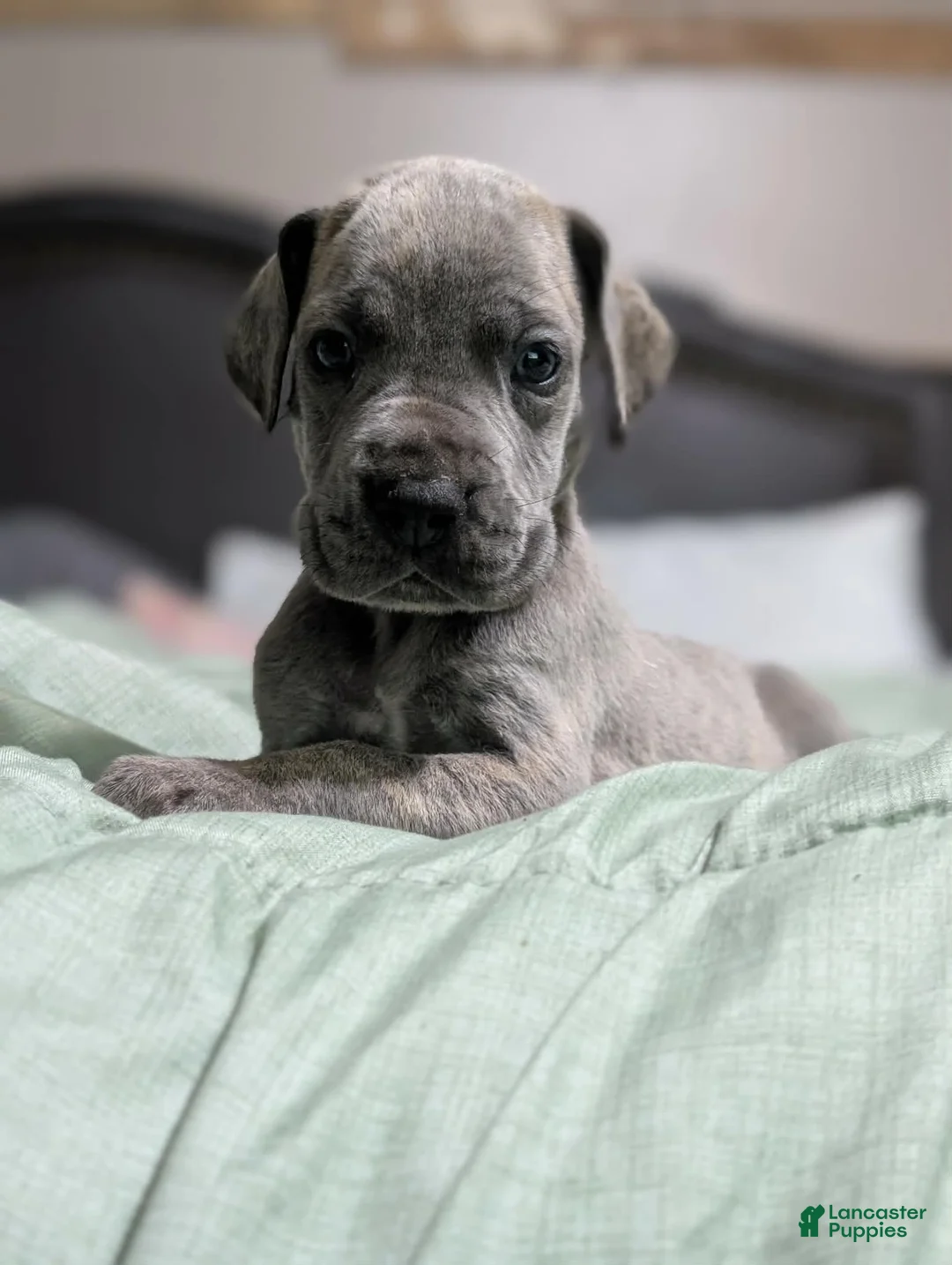 Great Dane dogs for sale: Jury - Male - Ad 1
